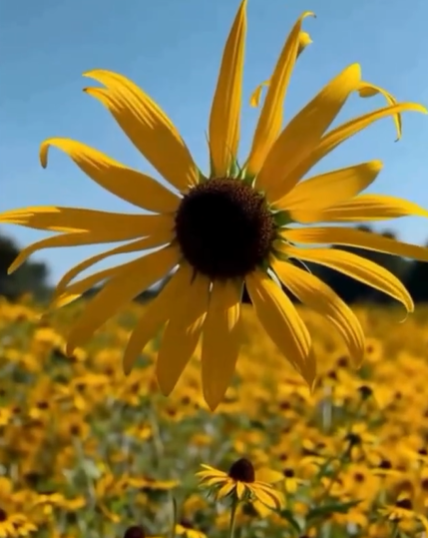 How do you relax? With a Heck-of-a Rudbeckia!